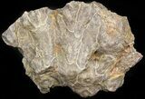 Bargain Fossil Coral (Actinocyathus) Head - Morocco #44884-1